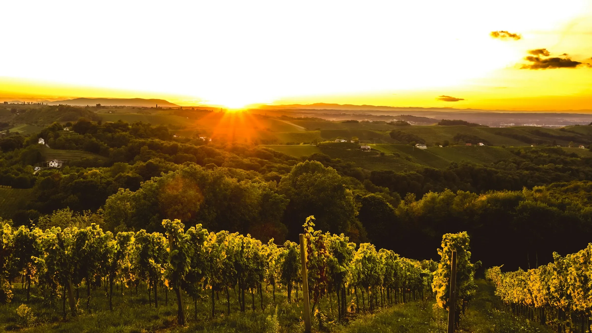 Vignoble au coucher du soleil, collines du sud de la France