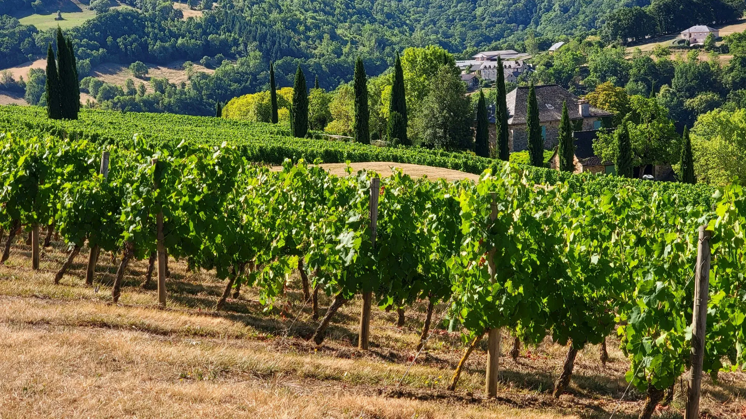 Vignoble en été, cépages verts en premier plan, France