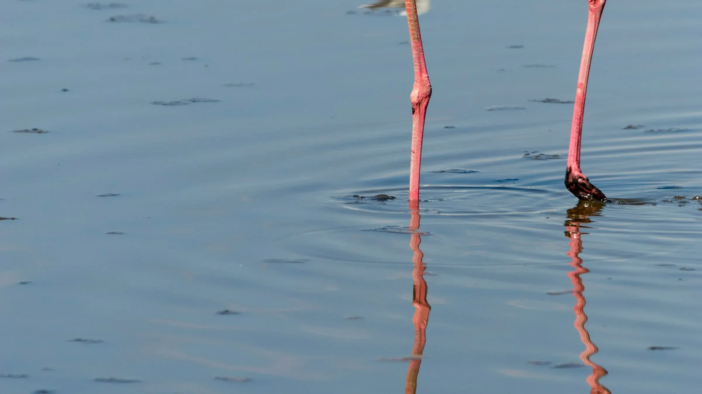 Flamant rose et son petit dans l'eau, Camargue, France