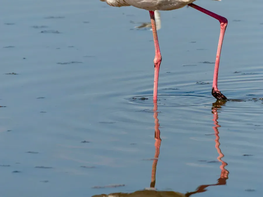Flamant rose et son petit, Camargue, France